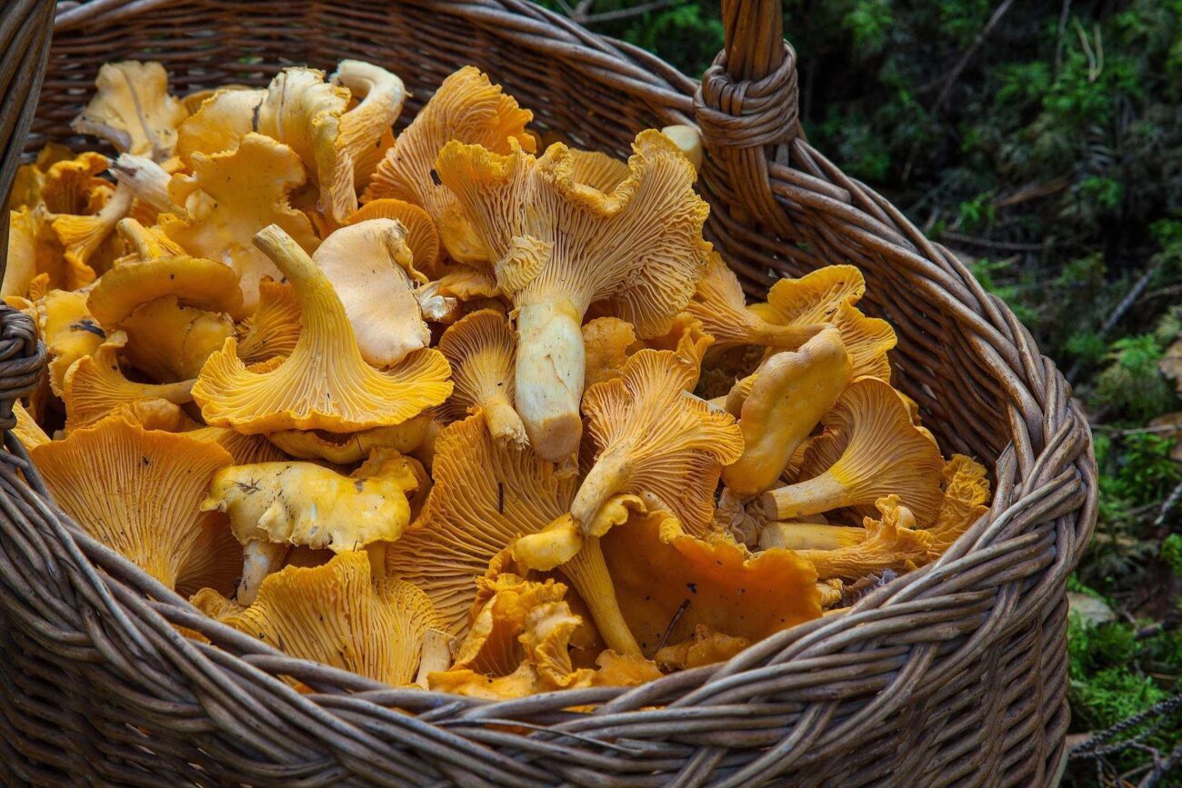 Bei uns im Webster geht die Zeit der Pfifferlinge nach altem Brauch einher mit einer dazu passenden Saisonkarte. Ihr werdet staunen!